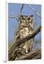 Namib and Nature Reserve, Namibia. Spotted Eagle-Owl-Janet Muir-Framed Photographic Print