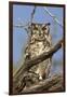 Namib and Nature Reserve, Namibia. Spotted Eagle-Owl-Janet Muir-Framed Photographic Print