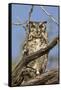 Namib and Nature Reserve, Namibia. Spotted Eagle-Owl-Janet Muir-Framed Stretched Canvas