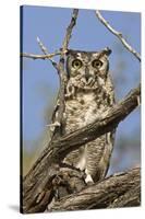 Namib and Nature Reserve, Namibia. Spotted Eagle-Owl-Janet Muir-Stretched Canvas