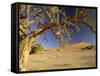 Namib Desert Dead Camelthorn Tree and Red Dune-null-Framed Stretched Canvas