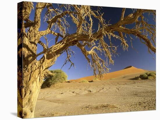 Namib Desert Dead Camelthorn Tree and Red Dune-null-Stretched Canvas