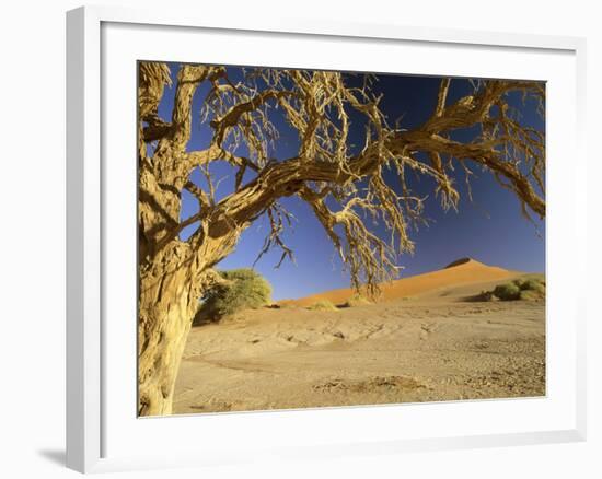 Namib Desert Dead Camelthorn Tree and Red Dune-null-Framed Photographic Print