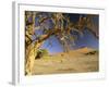 Namib Desert Dead Camelthorn Tree and Red Dune-null-Framed Photographic Print