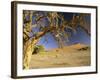 Namib Desert Dead Camelthorn Tree and Red Dune-null-Framed Photographic Print