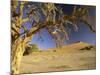 Namib Desert Dead Camelthorn Tree and Red Dune-null-Mounted Photographic Print