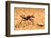 Namib desert dune ant queen on sand with visible wing scars-Emanuele Biggi-Framed Photographic Print