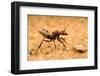 Namib desert dune ant queen on sand with visible wing scars-Emanuele Biggi-Framed Photographic Print