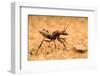 Namib desert dune ant queen on sand with visible wing scars-Emanuele Biggi-Framed Photographic Print