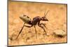 Namib desert dune ant queen on sand with visible wing scars-Emanuele Biggi-Mounted Photographic Print