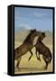 Namib Desert Horse Feral Descendants of Horses-null-Framed Stretched Canvas