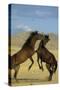 Namib Desert Horse Feral Descendants of Horses-null-Stretched Canvas