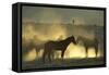 Namib Desert Horse Feral Descendants of Horses-null-Framed Stretched Canvas