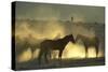 Namib Desert Horse Feral Descendants of Horses-null-Stretched Canvas