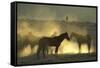 Namib Desert Horse Feral Descendants of Horses-null-Framed Stretched Canvas