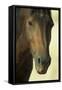 Namib Desert Horse Feral Descendants of Horses-null-Framed Stretched Canvas