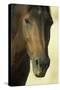 Namib Desert Horse Feral Descendants of Horses-null-Stretched Canvas