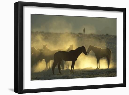 Namib Desert Horse Feral Descendants of Horses-null-Framed Photographic Print