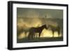 Namib Desert Horse Feral Descendants of Horses-null-Framed Photographic Print