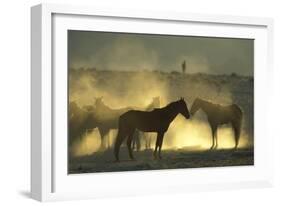 Namib Desert Horse Feral Descendants of Horses-null-Framed Photographic Print