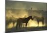 Namib Desert Horse Feral Descendants of Horses-null-Mounted Photographic Print