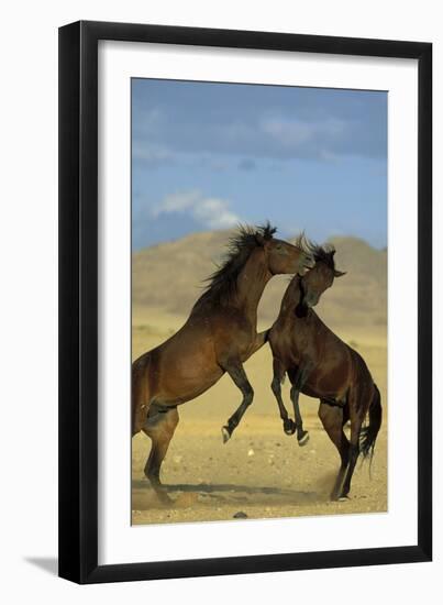 Namib Desert Horse Feral Descendants of Horses-null-Framed Photographic Print