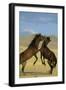 Namib Desert Horse Feral Descendants of Horses-null-Framed Photographic Print