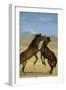 Namib Desert Horse Feral Descendants of Horses-null-Framed Photographic Print