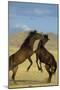 Namib Desert Horse Feral Descendants of Horses-null-Mounted Photographic Print