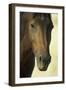 Namib Desert Horse Feral Descendants of Horses-null-Framed Photographic Print