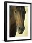 Namib Desert Horse Feral Descendants of Horses-null-Framed Photographic Print