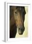 Namib Desert Horse Feral Descendants of Horses-null-Framed Photographic Print