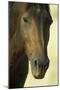 Namib Desert Horse Feral Descendants of Horses-null-Mounted Photographic Print