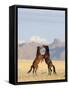 Namib Desert Horses Fighting Stallions-null-Framed Stretched Canvas