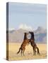 Namib Desert Horses Fighting Stallions-null-Stretched Canvas