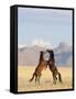 Namib Desert Horses Fighting Stallions-null-Framed Stretched Canvas