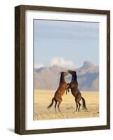 Namib Desert Horses Fighting Stallions-null-Framed Photographic Print