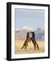 Namib Desert Horses Fighting Stallions-null-Framed Photographic Print