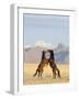 Namib Desert Horses Fighting Stallions-null-Framed Photographic Print