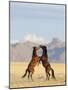 Namib Desert Horses Fighting Stallions-null-Mounted Photographic Print