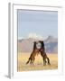 Namib Desert Horses Fighting Stallions-null-Framed Photographic Print