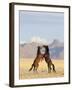 Namib Desert Horses Fighting Stallions-null-Framed Photographic Print