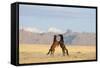 Namib Desert Horses Fighting-null-Framed Stretched Canvas