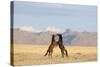 Namib Desert Horses Fighting-null-Stretched Canvas