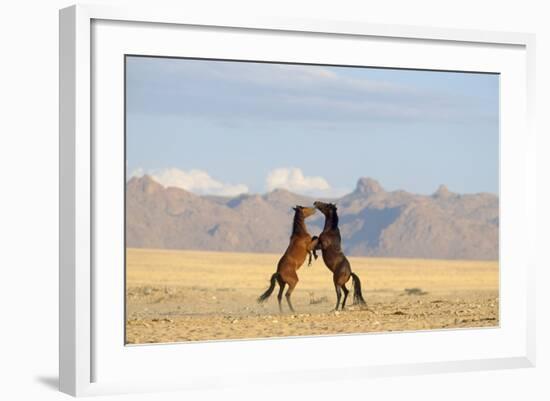 Namib Desert Horses Fighting-null-Framed Photographic Print