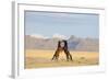 Namib Desert Horses Fighting-null-Framed Photographic Print