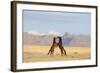 Namib Desert Horses Fighting-null-Framed Photographic Print