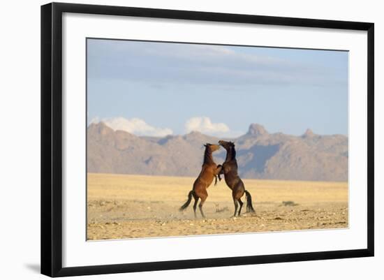 Namib Desert Horses Fighting-null-Framed Photographic Print