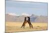 Namib Desert Horses Fighting-null-Mounted Photographic Print