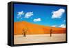 Namib Desert, Sossusvlei, Namibia-DmitryP-Framed Stretched Canvas